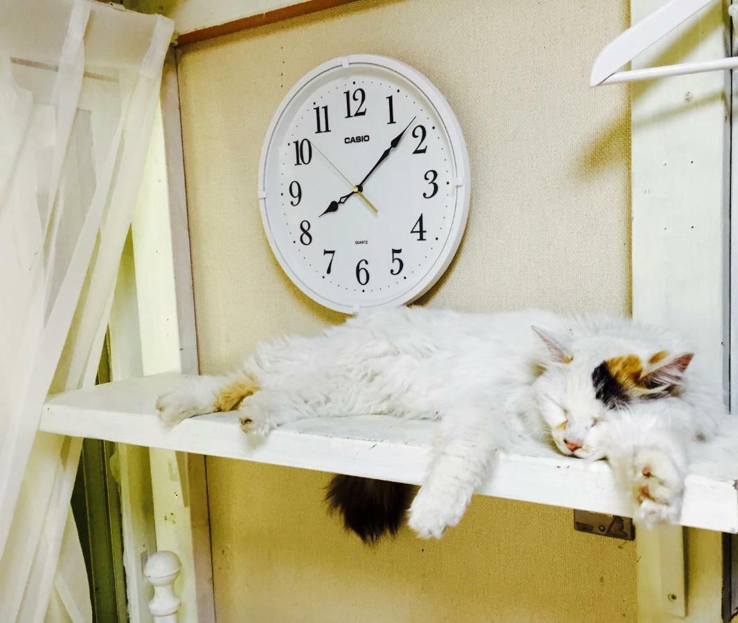 Mt Fuji Cat&Dog&Spa Pension Blue Poppy فوجيكاواجوتشيكو المظهر الخارجي الصورة